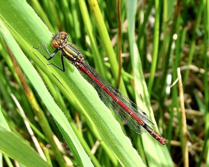 large red damselfly